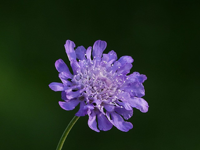 Sinh vào tháng 1 Âm lịch. Bói ngày sinh Âm lịch, người sinh vào tháng 1 Âm lịch luôn sáng suốt, đối nhân xử thế cũng rất linh hoạt. Lúc nào cần nghiêm túc họ sẽ nghiêm nghị, khi cần nhiệt tình họ sẽ lăn xả. Nhờ đó, họ gây dựng được các mối quan hệ tốt, bạn bè tốt bụng, đồng nghiệp trung thành.