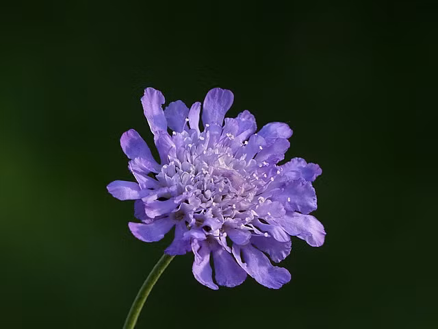 Sinh vào tháng 1 Âm lịch. Bói ngày sinh Âm lịch, người sinh vào tháng 1 Âm lịch luôn sáng suốt, đối nhân xử thế cũng rất linh hoạt. Lúc nào cần nghiêm túc họ sẽ nghiêm nghị, khi cần nhiệt tình họ sẽ lăn xả. Nhờ đó, họ gây dựng được các mối quan hệ tốt, bạn bè tốt bụng, đồng nghiệp trung thành.