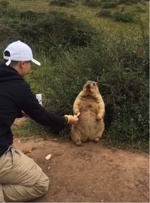 Duoc dui cho mieng bim bim, “chuot khong lo” dung ngay nhu phong