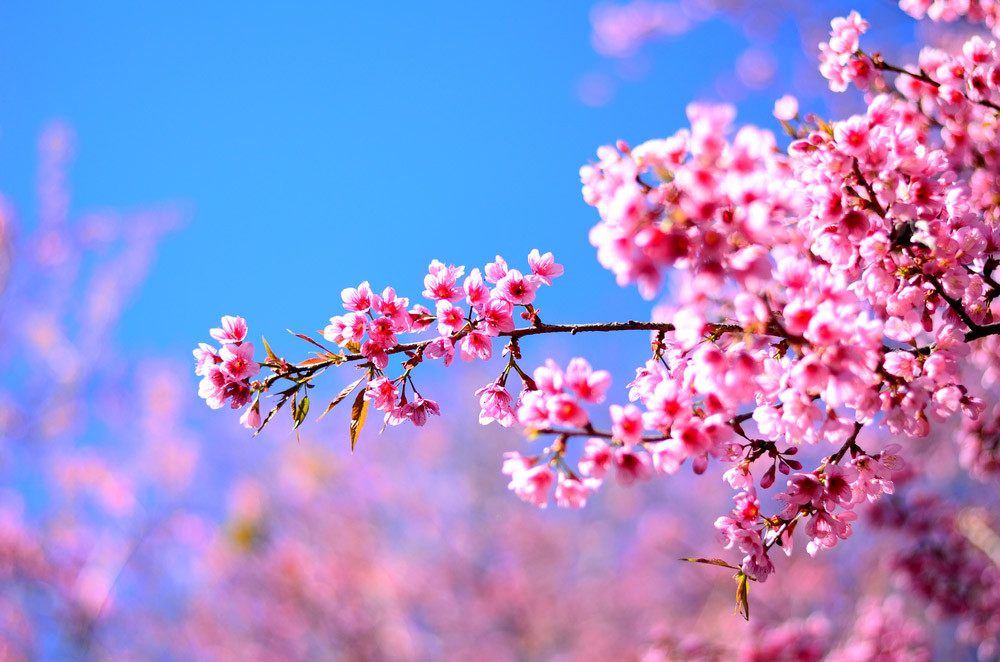 Khi họ gặp khó khăn, bạn bè cũng sẽ chủ động ra tay giúp đỡ, giải quyết các khó khăn và làm cho sự nghiệp của họ phát triển thịnh vượng hơn, không có rắc rối vướng chân. Ở nơi làm việc, nếu họ gặp trắc trở thì tiếp sau đó lại đón được cơ hội để "xoay người". Cấp trên đánh giá cao những nỗ lực và sáng kiến trong công việc của người sinh tháng 1 Âm lịch. Nhờ đó, họ được trao cho những trọng trách, tiền đồ vô hạn.