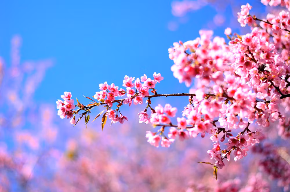 Khi họ gặp khó khăn, bạn bè cũng sẽ chủ động ra tay giúp đỡ, giải quyết các khó khăn và làm cho sự nghiệp của họ phát triển thịnh vượng hơn, không có rắc rối vướng chân. Ở nơi làm việc, nếu họ gặp trắc trở thì tiếp sau đó lại đón được cơ hội để "xoay người". Cấp trên đánh giá cao những nỗ lực và sáng kiến trong công việc của người sinh tháng 1 Âm lịch. Nhờ đó, họ được trao cho những trọng trách, tiền đồ vô hạn.