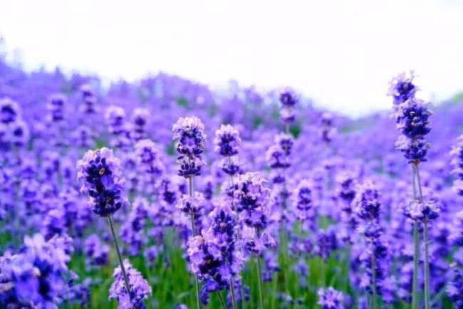 Dù ở trong hoàn cảnh nào, người sinh tháng 7 Âm lịch cũng có khả năng thích ứng mạnh mẽ, nhanh chóng tạo quan hệ, làm quen với công việc để nhanh chóng đạt kết quả tốt nhất. Nhờ đó, sự nghiệp của họ luôn tiến tới, không lo tụt dốc. Kể cả khi họ có khó khăn thì cũng sẽ có quý nhân xuất hiện giúp đỡ. Kinh doanh phát đạt, sự nghiệp thuận lợi, người sinh vào thời điểm này thăng tiến như diều gặp gió.