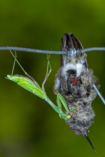 Một số hình ảnh khác về bộ ngựa "thịt" chim.