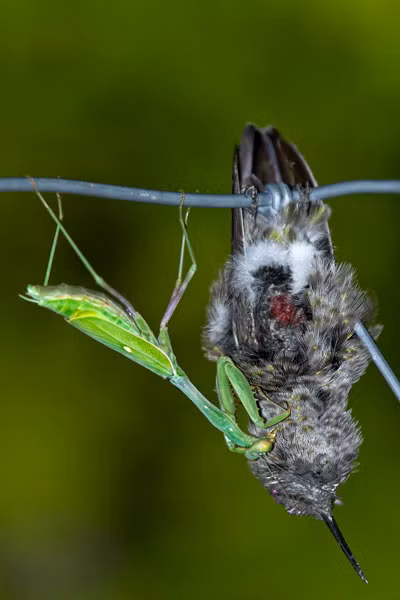 Một số hình ảnh khác về bộ ngựa "thịt" chim.