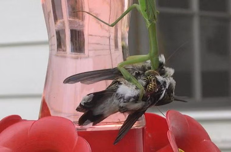  Rồi thưởng thức bữa ăn của mình. 