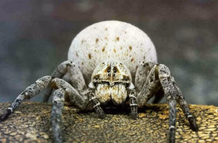  Nhện ăn thịt. Nhện cái Stegodyphus là một bà mẹ vô cùng tận tụy. Nó thường ở bên trứng cho đến khi nhện con nở ra. Sau đó, nó nhường hết thức ăn cho con của mình. Khi con con được khoảng 1 tháng tuổi, nhện mẹ sẽ cõng con trên lưng. Nhưng những đứa con phản phúc sẽ tiết ra chất độc và enzyme tiêu hóa để giết và ăn thịt mẹ.