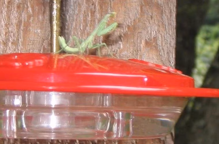  Chim ruồi là một loài khá nhanh và ít khi chịu đứng yên. Tuy nhiên, không vì thế mà chúng thoát được khỏi loài săn mồi vô cùng kiên nhẫn là bọ ngựa. Chú bọ ngựa trong ảnh đã ngồi đợi trên chỗ cho chim ăn 24 tiếng trước khi con mồi của nó xuất hiện.