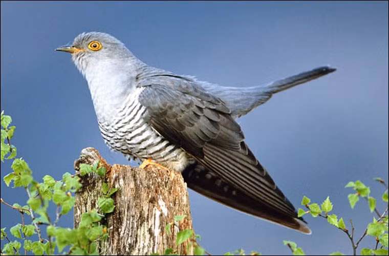  Chim cu gáy. Chim cu gáy mái là một trong những bà mẹ tệ nhất thế giới. Chúng thường đùn đầy trách nhiệm nuôi con khi còn nhỏ cho những con chim khác. Để làm việc này, chúng thường đẻ trứng vào tổ chim khác. Trứng chim cu thường lớn hơn so với những trứng chim khác. Khi nở ra, do to lớn và phát triển nhanh, chúng thường đá những con chim non khác ra khỏi tổ để hưởng hết sự quan tâm của chim mẹ.