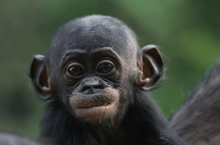  Loài linh trưởng “bám váy mẹ”. Không giống như con người, những con linh trưởng đực thuộc loài này khi ra ngoài tìm “bạn gái” thường đi cùng mẹ. Linh trưởng Bonono mẹ thường “giới thiệu bạn gái” cho con trai và canh chừng để đuổi những kẻ quấy nhiễu khác đến “tranh giành bạn gái” với con trai mình.