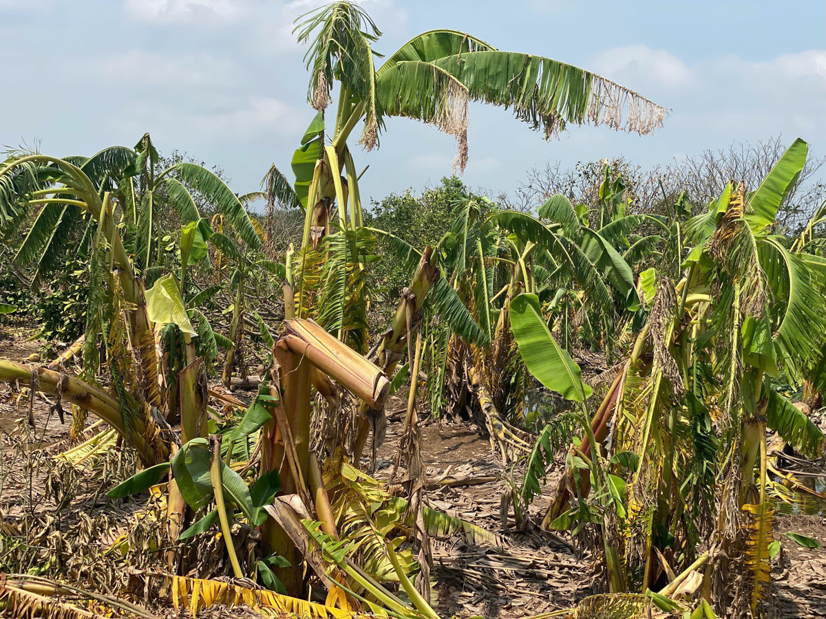 Vùng trồng cây ăn quả lớn nhất Hải Dương bị “xóa sổ” sau bão - Hình 2 Vung trong cay an qua lon nhat Hai Duong bi “xoa so” sau bao-Hinh-2