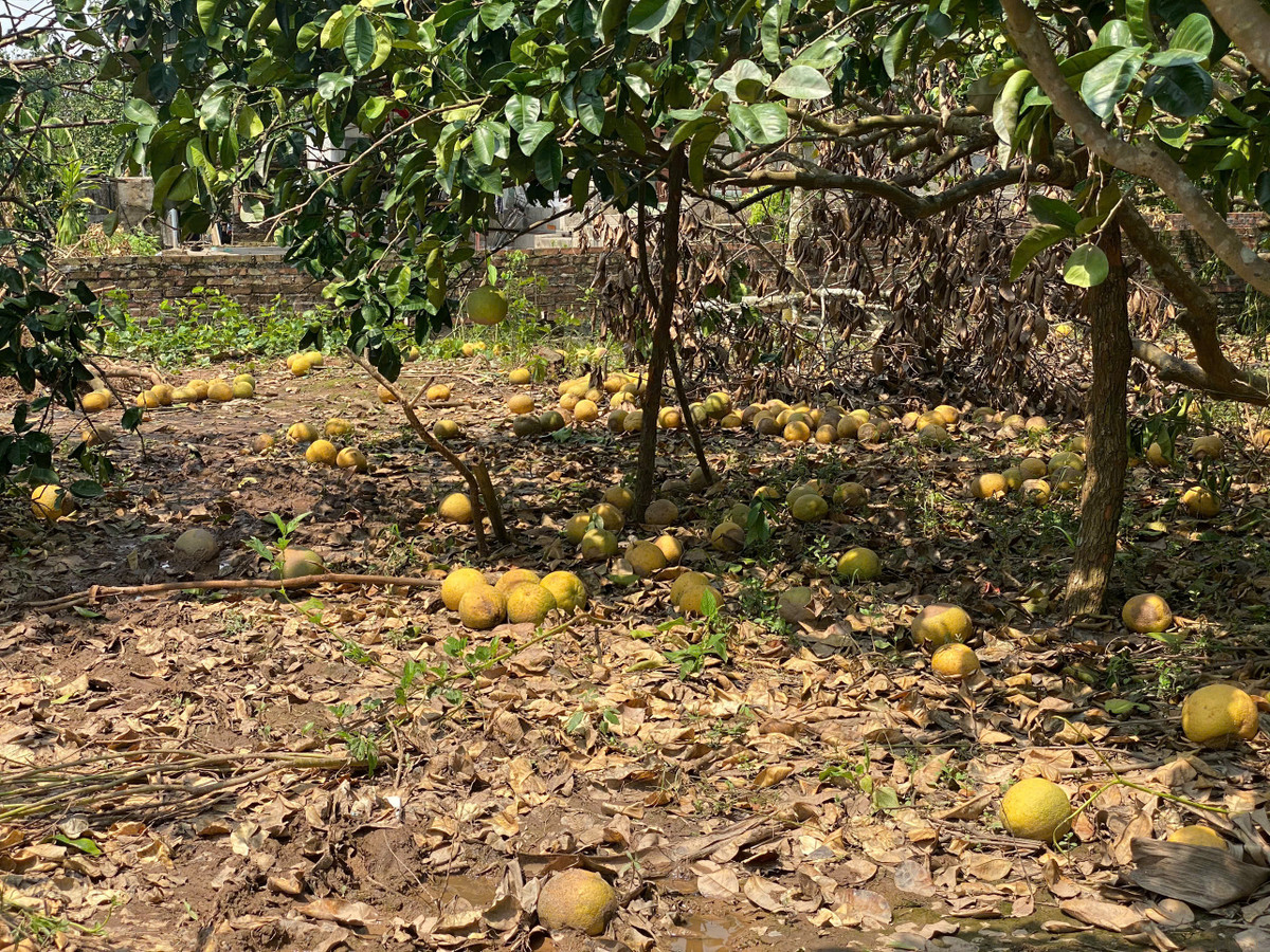 Vùng trồng cây ăn quả lớn nhất Hải Dương bị “xóa sổ” sau bão Vung trong cay an qua lon nhat Hai Duong bi “xoa so” sau bao