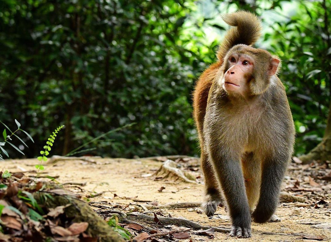 Nhóm nghiên cứu đã chọn một đảo hoang ở vịnh Bái Tử Long làm nơi nuôi khỉ Macaca Mulatta, đối tượng để nghiên cứu phân lập virus làm vắc xin phòng bại liệt.