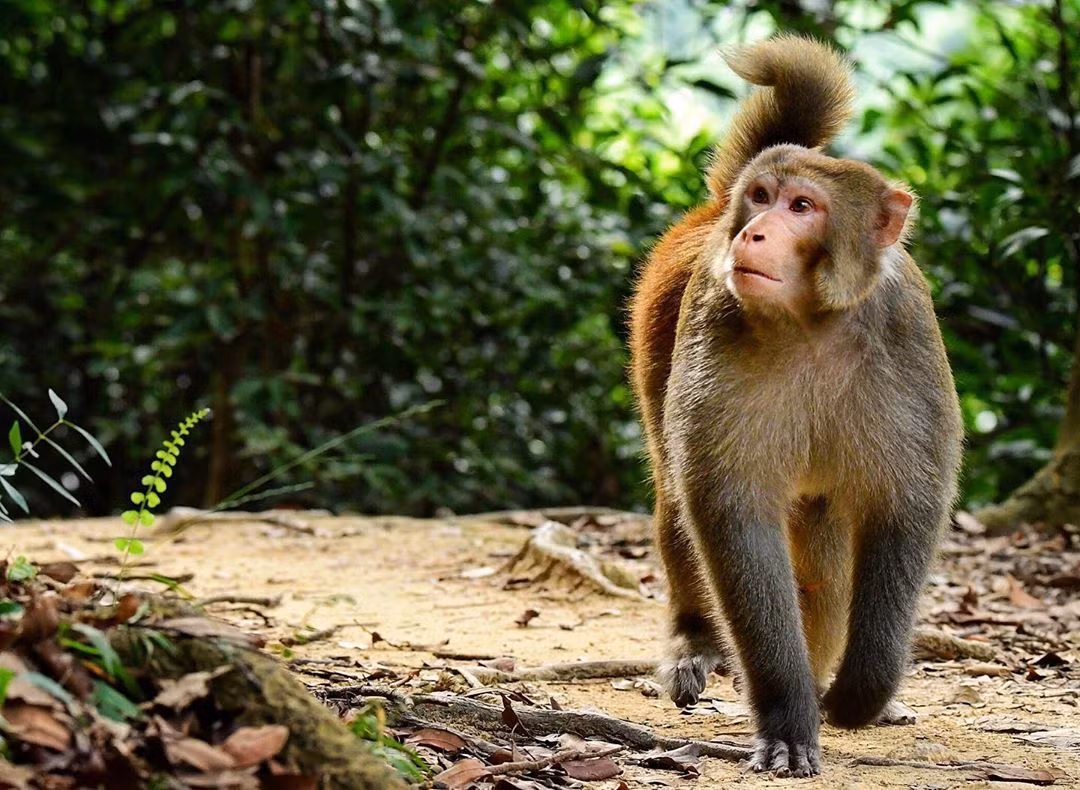 Nhóm nghiên cứu đã chọn một đảo hoang ở vịnh Bái Tử Long làm nơi nuôi khỉ Macaca Mulatta, đối tượng để nghiên cứu phân lập virus làm vắc xin phòng bại liệt.