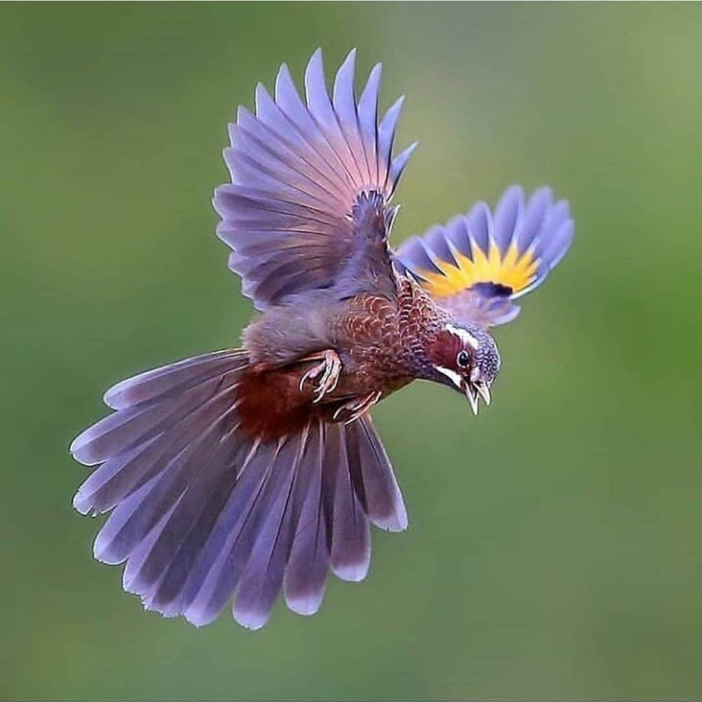 Trải qua 60 triệu năm tiến hóa, diện mạo của các loài chim đã khác khủng long rất nhiều, khiến nhiều người không thể tin rằng chúng chính là hậu duệ trực tiếp của những sinh vật huyền thoại từng ngự trị Trái đất.