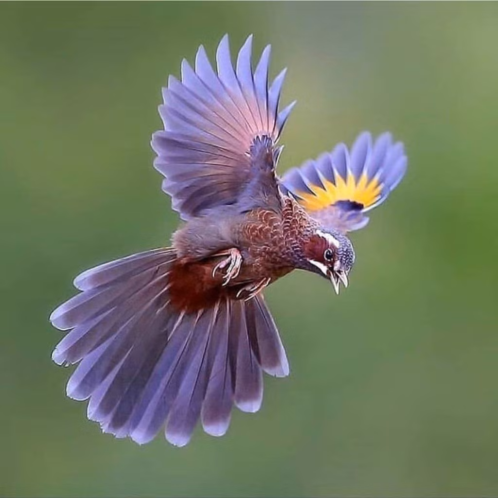 Trải qua 60 triệu năm tiến hóa, diện mạo của các loài chim đã khác khủng long rất nhiều, khiến nhiều người không thể tin rằng chúng chính là hậu duệ trực tiếp của những sinh vật huyền thoại từng ngự trị Trái đất.