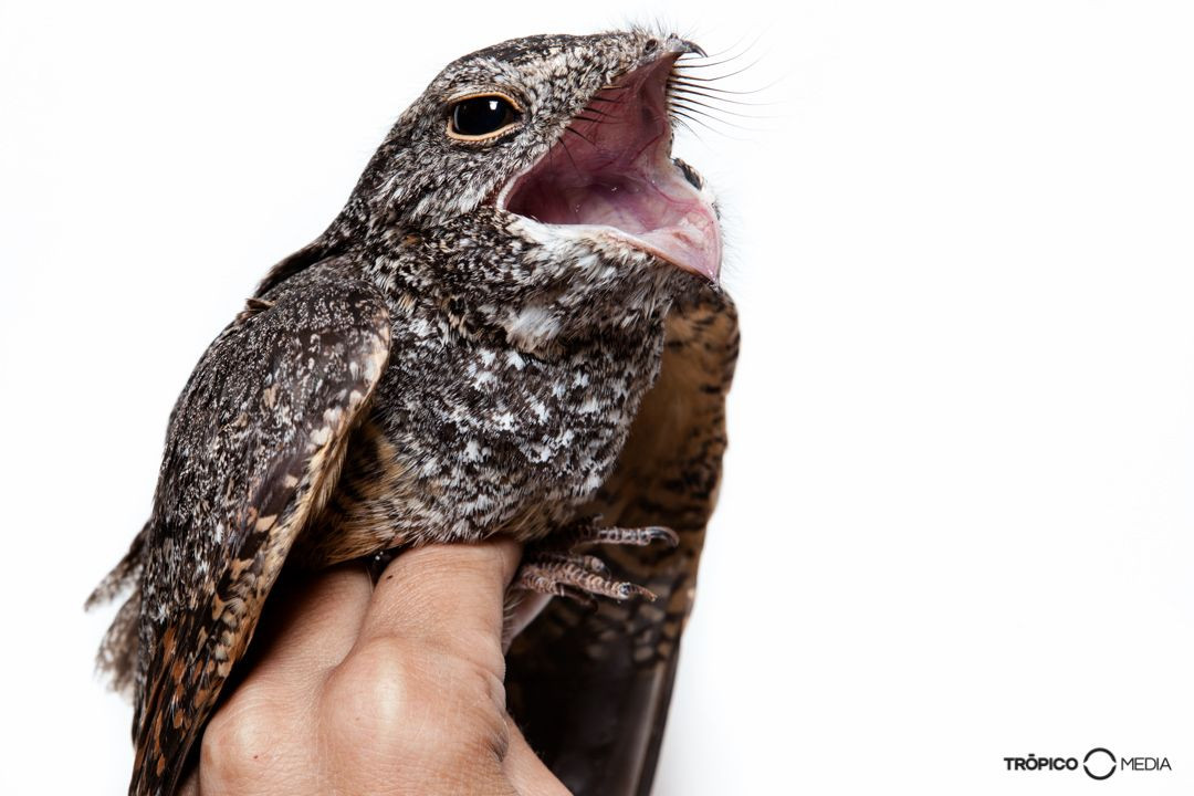 Cú muỗi mang nhiều đặc điểm tương tự cú mèo nên trong một thời gian dài, người ta tin rằng chúng có quan hệ họ hàng với các loài cú mèo.