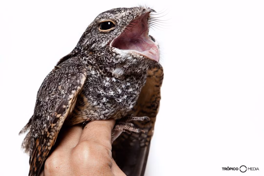 Cú muỗi mang nhiều đặc điểm tương tự cú mèo nên trong một thời gian dài, người ta tin rằng chúng có quan hệ họ hàng với các loài cú mèo.