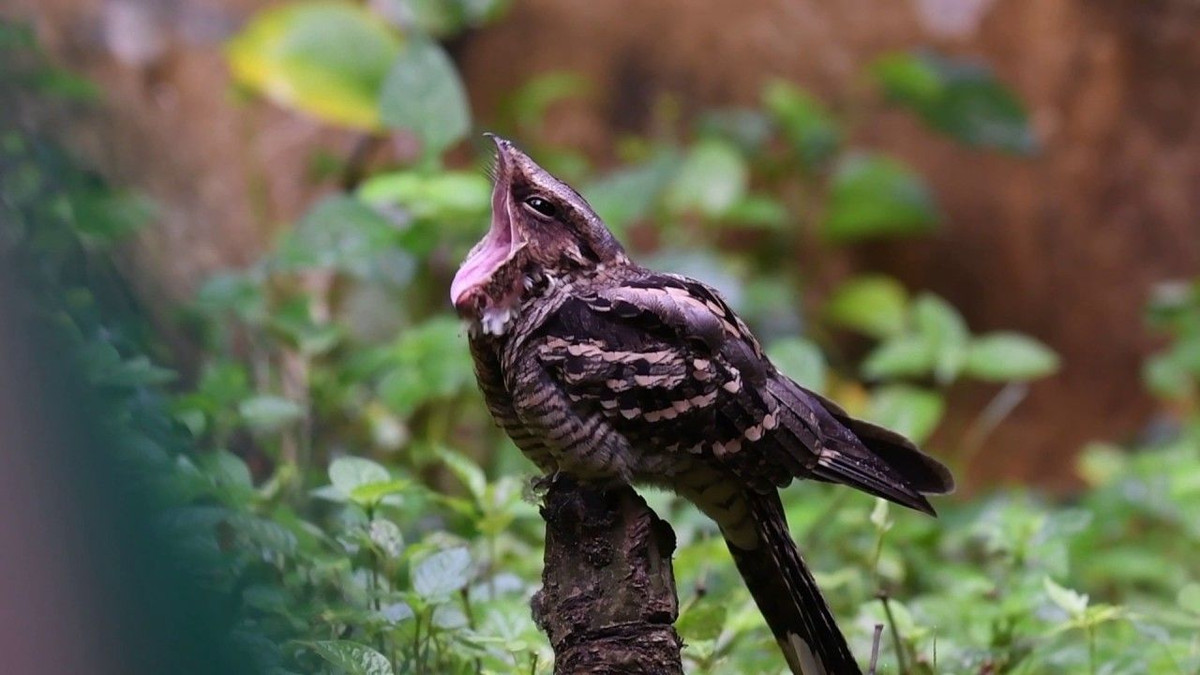 Nét đặc biệt của cú muỗi là chúng có cái miệng có thể ngoác rộng bất thường. Đặc điểm này có tác dụng như chiếc vợt giúp chim "hớt" côn trùng đang bay để làm mồi.