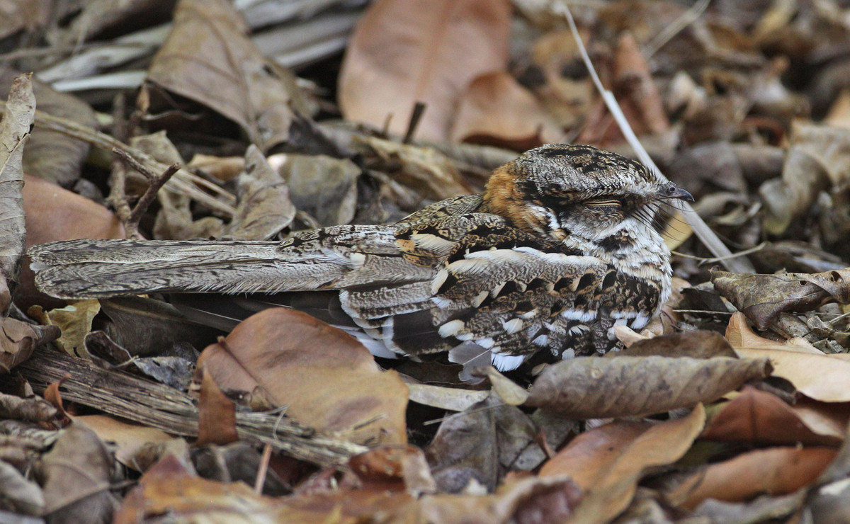Nét độc đáo khác của cú muỗi là chúng ngụy trang rất khéo. Khi ở trên mặt đất, chúng hoàn toàn hòa lẫn vào màu lá cây rụng. Khi ở trên cây chúng thu mình lại và đậu dọc theo cành cây để tránh bị phát hiện.