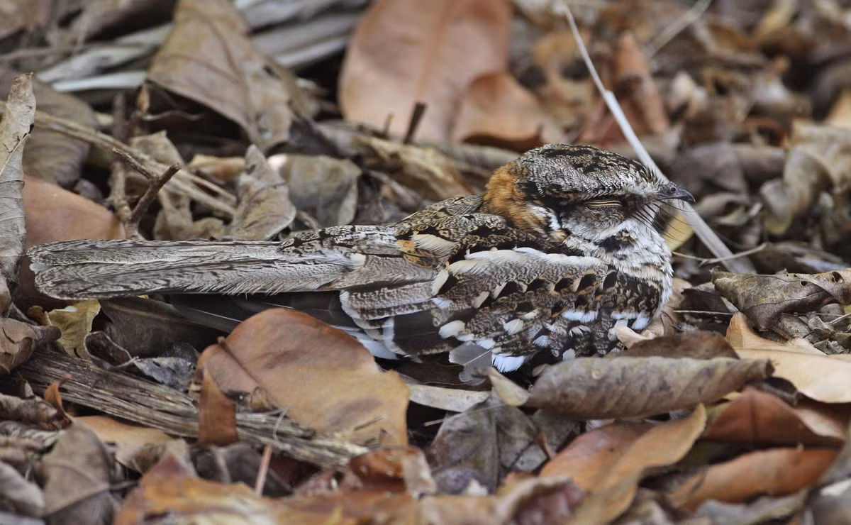 Nét độc đáo khác của cú muỗi là chúng ngụy trang rất khéo. Khi ở trên mặt đất, chúng hoàn toàn hòa lẫn vào màu lá cây rụng. Khi ở trên cây chúng thu mình lại và đậu dọc theo cành cây để tránh bị phát hiện.