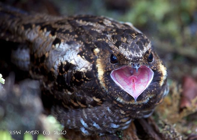 Tuy nhiên, những nghiên cứu mới nhất cho thấy chúng có mối liên hệ gần gũi hơn với chim yến và chim ruồi. Và đây cũng là một điều thú vị về loài chim kỳ lạ này...