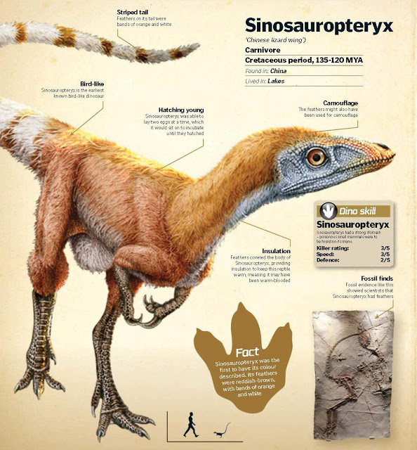 Mọi chuyện đã thay đổi vào năm 1997, khi một con khủng long ăn thịt nhỏ thuộc loài Sinosauropteryx được phát hiện, với các bằng chứng cho thấy nó đã được bảo phủ bởi lông chứ không phải vảy.