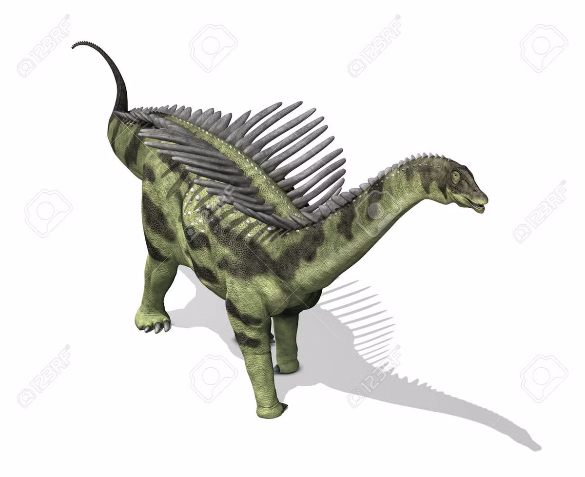 Augustinia cũng có thể có gai xương ở cổ và đuôi, mặc dù chưa có những mẫu hóa thạch hoàn chỉnh chứng minh điều này.