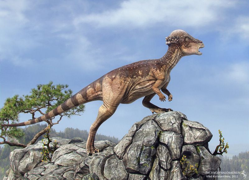 Sống vào cuối kỷ Phấn trắng, Pachycephalosaurus là một loài khủng long đi bằng hai chân, ăn thực vật có chiều dài 8 mét. Hóa thạch tốt nhất của chúng được tìm thấy ở Mỹ năm 1983.