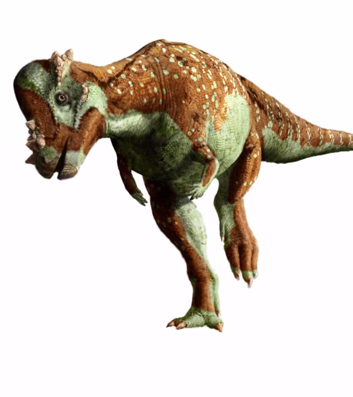 Cái tên của Pachycephalosaurus theo tiếng Hy Lạp có nghĩa là “thằn lằn đầu dày”. Tên gọi này xuất phát từ đặc điểm là những con Pachycephalosaurus trưởng thành có một “mái vòm” rất dày và cứng trên đầu, với độ dày có thể đến 18 cm.