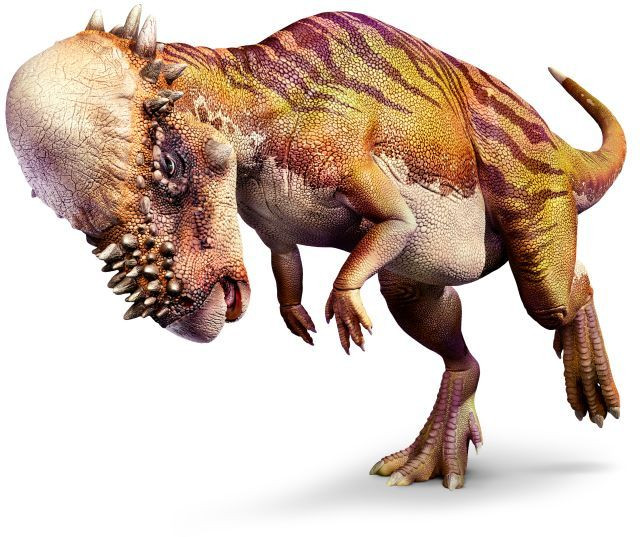 Hoặc Pachycephalosaurus dùng vòm đầu của mình để tự vệ trước những kẻ săn mồi lớn, thậm chí là cả khủng long bạo chúa.
