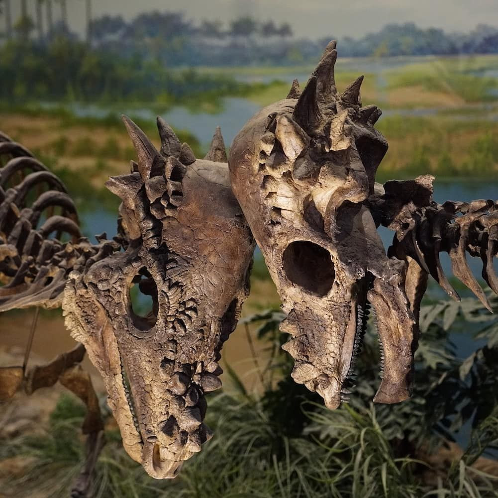 Gần đây, các ý kiến này cho rằng Pachycephalosaurus dùng vòm đầu cho những cú húc trực diện đã bị nhiều chuyên gia phủ nhận. Dựa trên các nghiên cứu mới về xương của Pachycephalosaurus, loài khủng long này có thể sẽ gãy cổ nếu làm vậy.