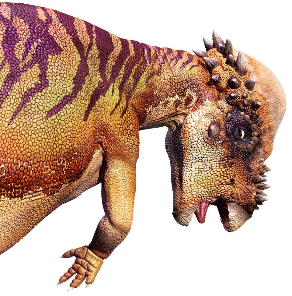 Đầu Pachycephalosaurus cao ngang đầu gối một con khủng long bạo chúa, và một cú húc trực diện vào khớp gối có thể khiến loài ăn thịt khổng lồ này chết lặng vì đau đớn.