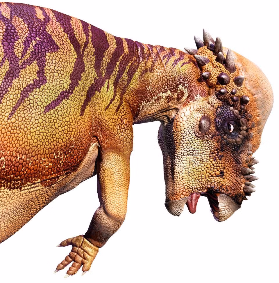 Đầu Pachycephalosaurus cao ngang đầu gối một con khủng long bạo chúa, và một cú húc trực diện vào khớp gối có thể khiến loài ăn thịt khổng lồ này chết lặng vì đau đớn.