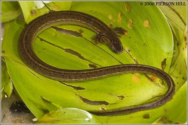 Phân bố ở miền Nam nước Mỹ và miền Bắc Mexico, nhông lươn hai chân (Sirenidae) là một họ động vật lưỡng cư mang nhiều đặc điểm kỳ dị như thế chúng đến từ hành tinh khác.