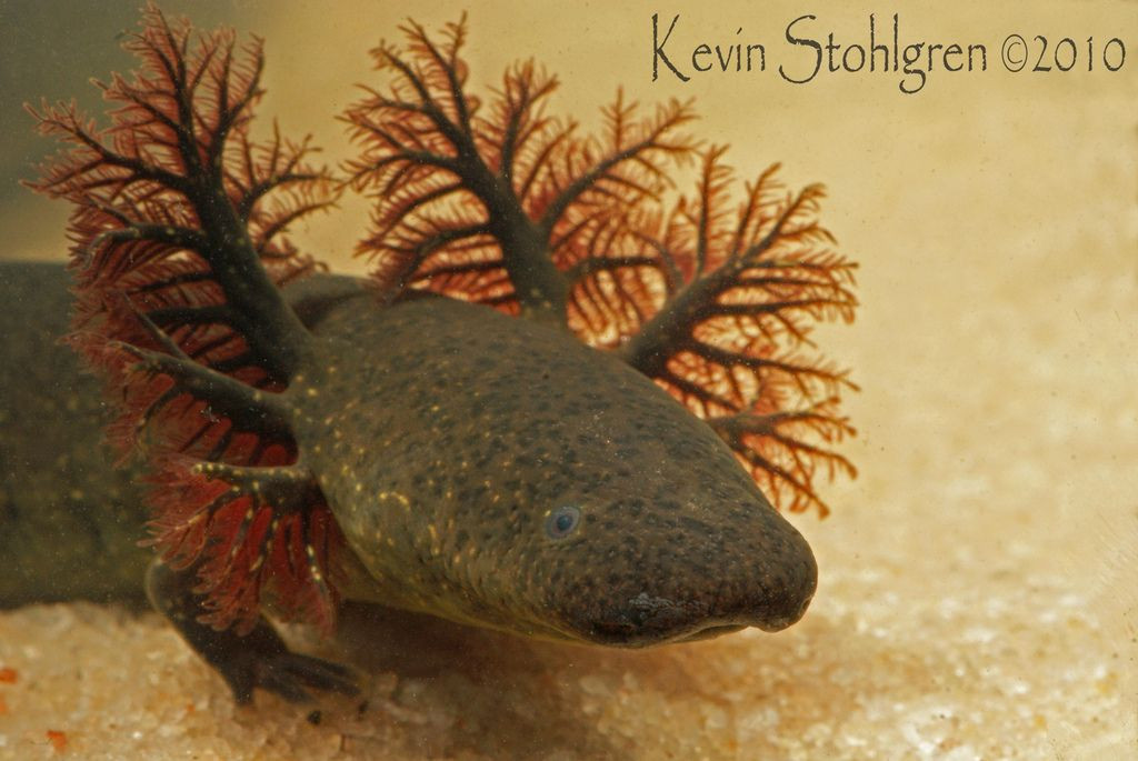 Một đặc điểm kỳ lạ khác là chúng có mang ngoài trên cổ tại cả ấu trùng và con trưởng thành, trong khi hầu hết các loài nhông khác chỉ có mang ngoài khi còn là ấu trùng, còn khi trưởng thành cái mang này sẽ tiêu biến.