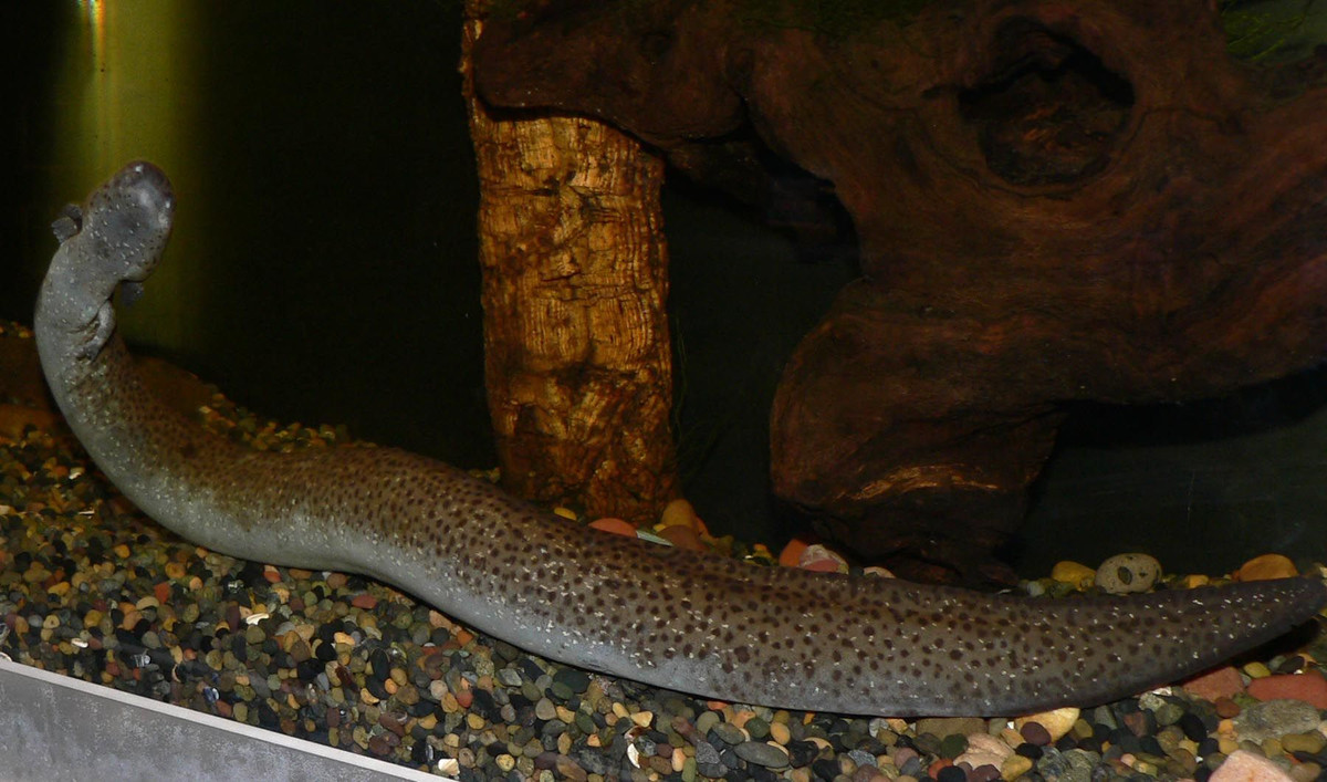 Với ngoại hình kỳ lạ, nhông lươn mang ngoài lớn đã trở thành đối tượng sưu tầm của một số người chơi sinh vật cảnh ở Mỹ.