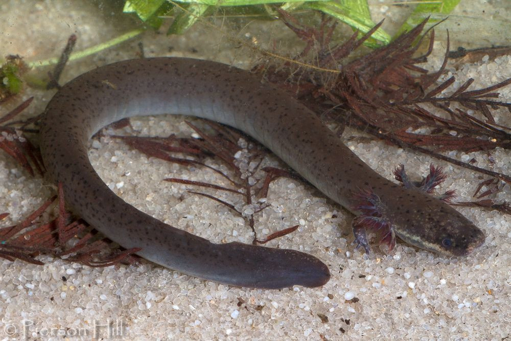 Nhông lươn mang ngoài lớn có chi trước rất nhỏ và đuôi có dạng như vây cá. Chúng sống ở các sông suối từ Washington DC đến Florida (Mỹ). Con cái đẻ khoảng 500 trứng giữa tháng 2 và tháng 3. Trứng nở hai tháng sau đó.