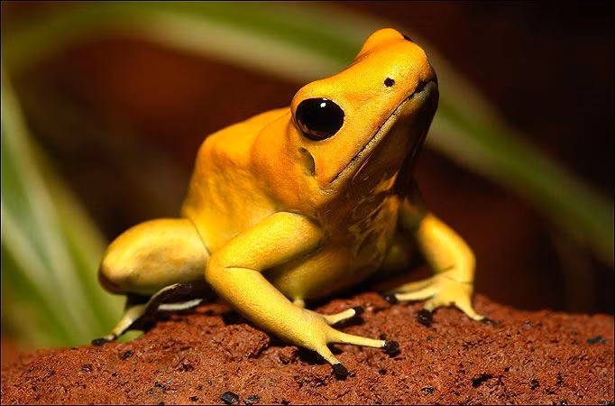 Dù có kích cỡ rất nhỏ bé trong thế giới loài ếch (chỉ dài từ 3-4,5cm) nhưng ếch phi tiêu vàng lại sở hữu lớp da có thể tiết ra batrachotoxin, một loại chất độc thần kinh gây tê liệt các cơ và dẫn tới tử vong.