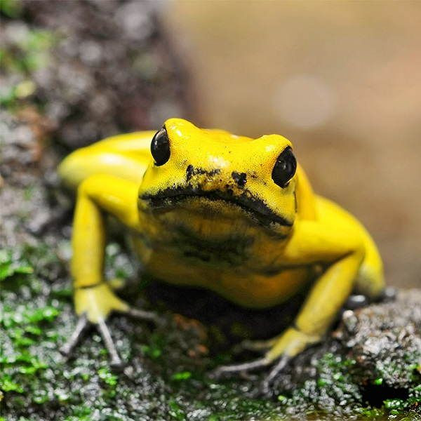 Trong tự nhiên, nơi sinh sống sống tối ưu của ếch phi tiêu vàng là rừng mưa nhiệt đới với lượng mưa cao, độ cao từ 100–200 mét, nhiệt độ ít nhất 26 °C và độ ẩm tương đối–90%.