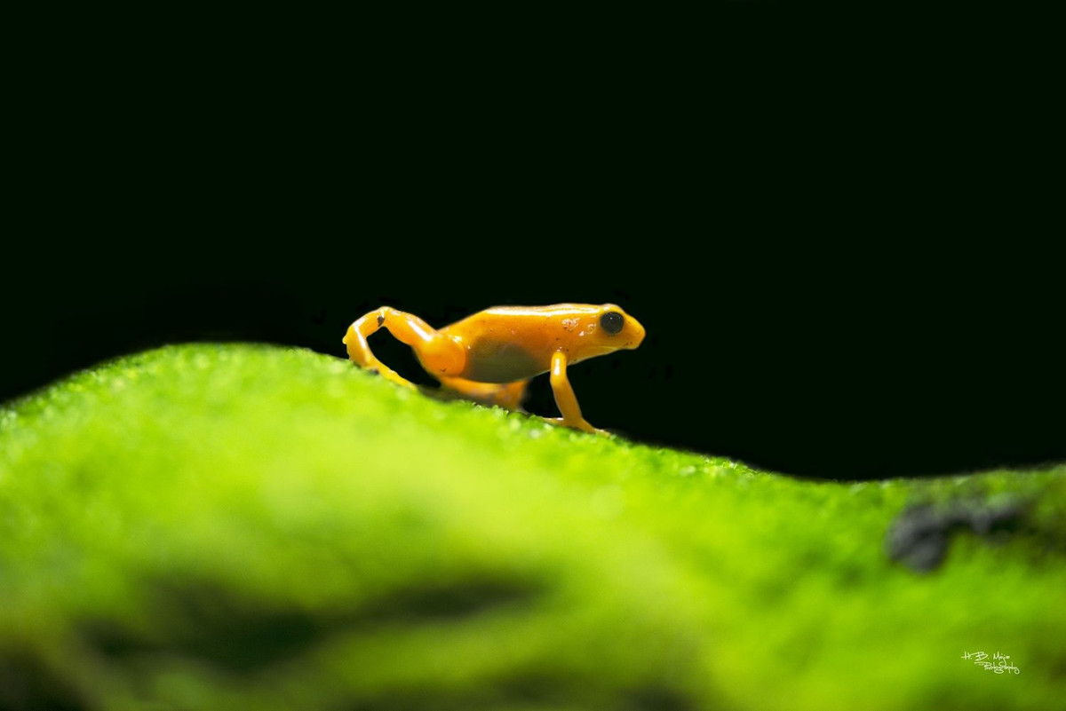 Dù đã được nhân giống ở một số nơi nhưng ếch phi tiêu vàng đang ở trong tình trạng nguy cấp ngoài tự nhiên do sự suy thoái môi trường cũng như việc chúng bị săn bắt để phục vụ cho những người chơi sinh vật cảnh.