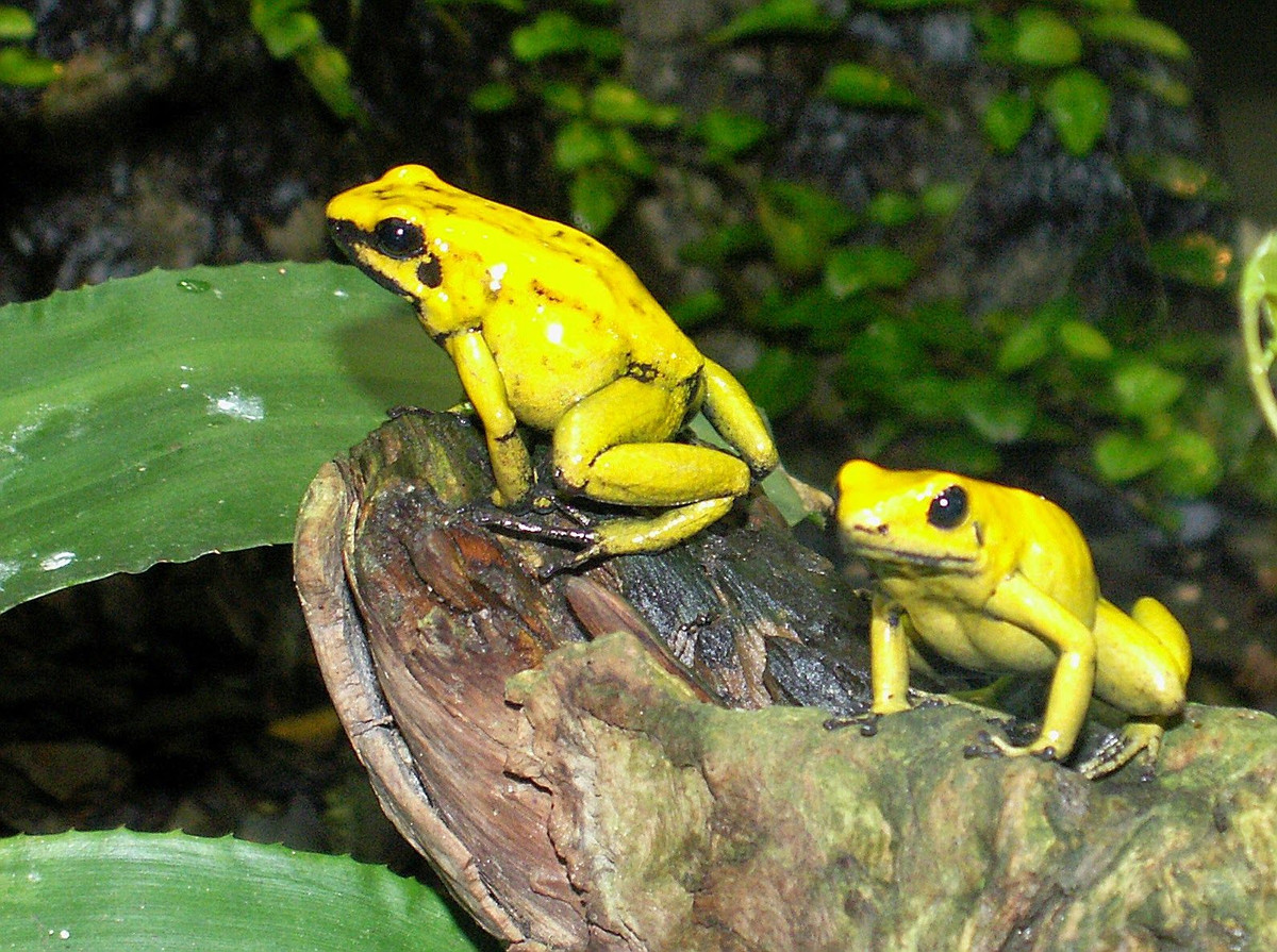 Loài ếch này là động vật xã hội, có tập tính sống thành bầy đàn lên đến 6 cá thể. Trong điều kiện nuôi nhốt trong không gian hẹp thì chúng có thể sống theo đàn lên đến hàng chục cá thể.