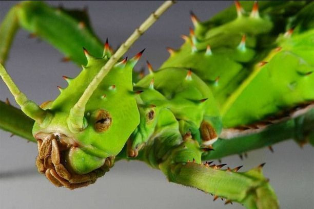 Loài bọ que khổng lồ này dài tới 15 cm khi trưởng thành, cơ thể có màu xanh lá, được bao phủ bằng những chiếc gai cứng và nhọn trên tất cả các bộ phận.