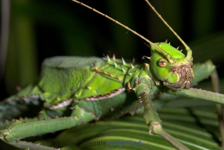 Cả thiếu trùng và bọ que trưởng thành ăn lá nhiều loài thực vật như sầu riêng, ổi, xoài, và chúng có thể trở thành côn trùng có hại cho nông nghiệp nếu phát triển quả mạnh.