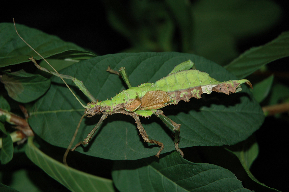 Các cá thể cái trưởng thành mang trứng có tính khí rất hung dữ. Nếu bị quấy nhiễu, chúng sẽ phát ra tiếng rít lớn bằng cách cọ các cánh ngắn và dang rộng những chiếc chân khỏe ở tư thế phòng thủ.