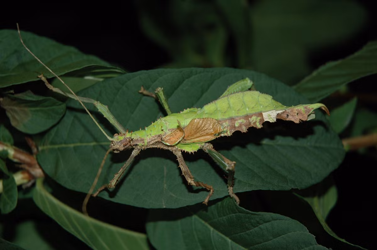 Các cá thể cái trưởng thành mang trứng có tính khí rất hung dữ. Nếu bị quấy nhiễu, chúng sẽ phát ra tiếng rít lớn bằng cách cọ các cánh ngắn và dang rộng những chiếc chân khỏe ở tư thế phòng thủ.
