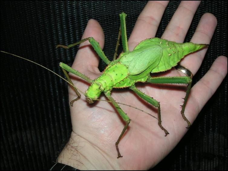 Nếu bị tấn công, chúng sẽ tung ra những cú đá với lực khá mạnh, đủ khiến con người “trầy vi tróc vẩy” vì những cái gai nhọn.