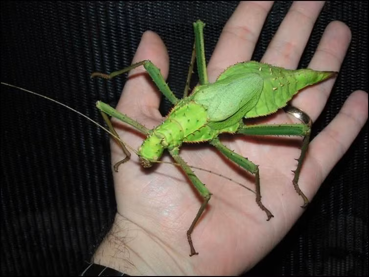 Nếu bị tấn công, chúng sẽ tung ra những cú đá với lực khá mạnh, đủ khiến con người “trầy vi tróc vẩy” vì những cái gai nhọn.