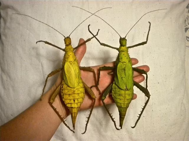 Sống trong các rừng rậm ở bán đảo Mã Lai, bọ que rừng Malaysia (Heteropteryx dilatata) là một trong những loài côn trùng lớn nhất và có ngoại hình ấn tượng nhất tồn tại trên quả đất.