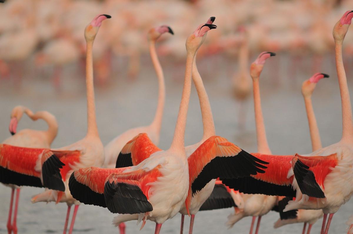 Các loài chim hồng hạc mang ít nhiều sự khác biệt về hình thái bên ngoài, nhưng đều giống nhau ở lối sống tập trung thành quần thể với số lượng có thể lên đến hàng trăm ngàn con.