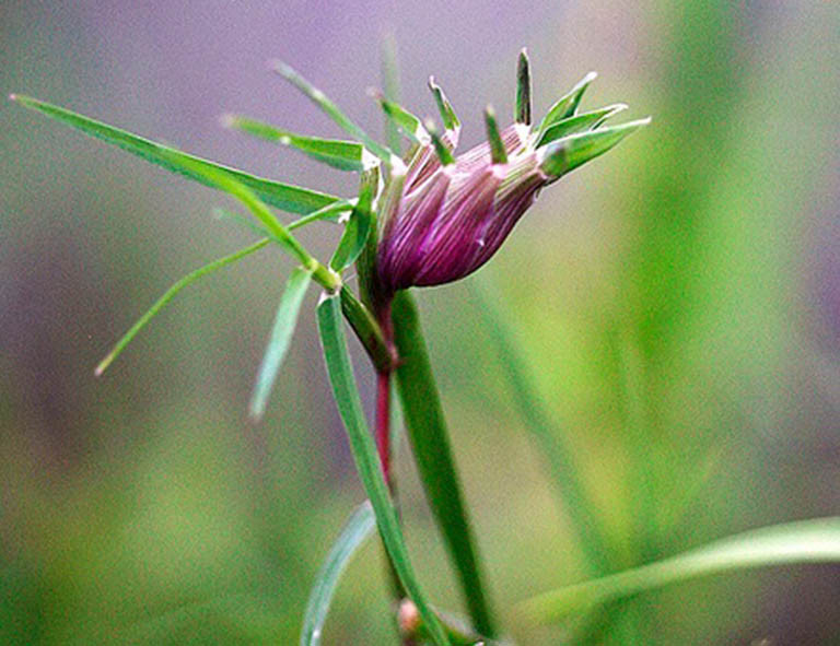 Cỏ gà là loại cỏ mà đầu cọng có dạng như củ hành. Trẻ em xưa thường tìm cỏ gà rồi đem "chọi". Cọng của ai bị "mất đầu" trước thì người đó thua.